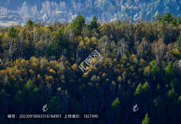 秋景