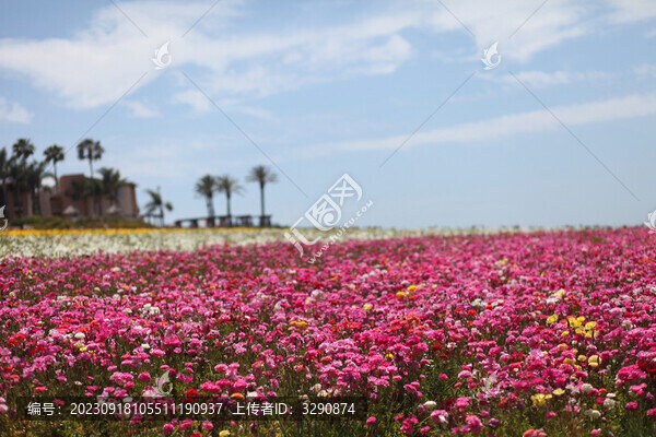 美麗的花海