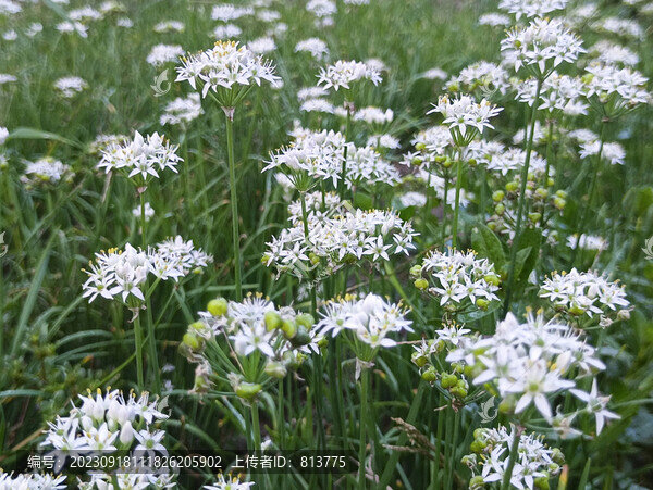 韭菜花素材