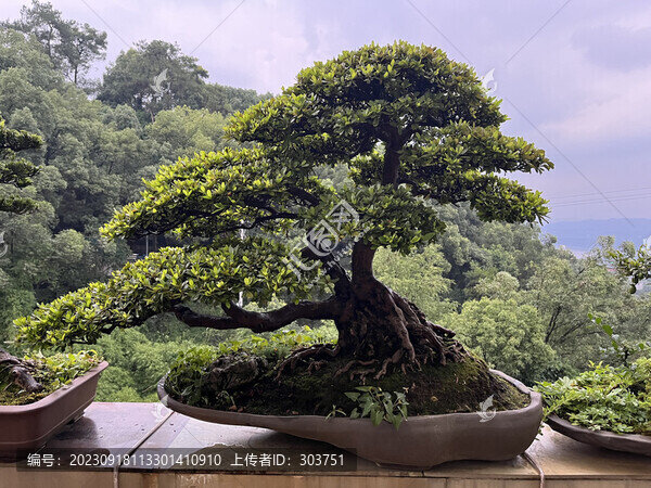 盆景
