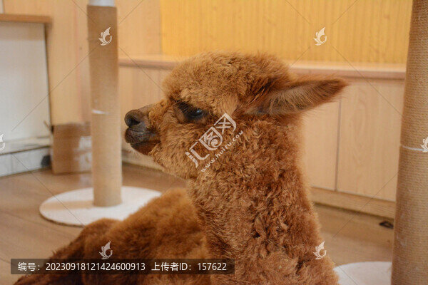 羊駝