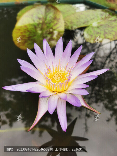 睡蓮