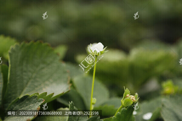 生機(jī)勃勃的白色草莓小花
