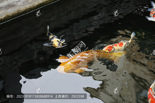 年年有魚觀賞彩色錦鯉