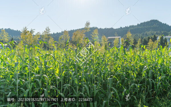 希望的田野
