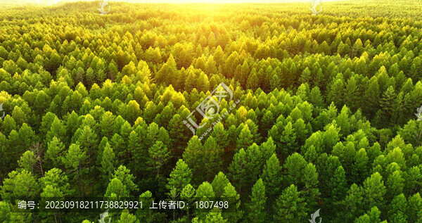 夕陽下的松樹林