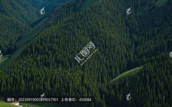 天山松
