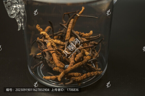 野生冬蟲夏草特寫