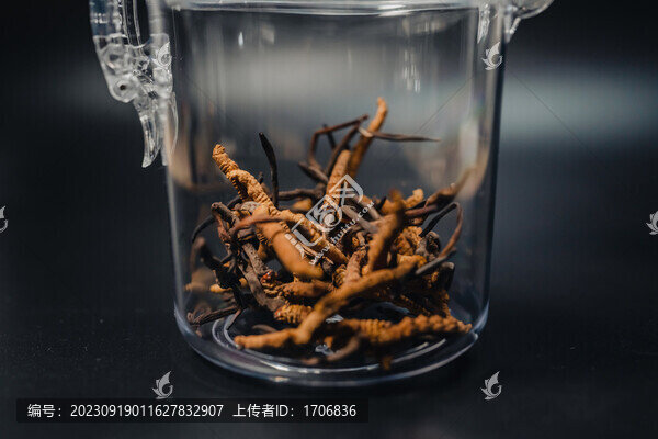 野生冬蟲(chóng)夏草特寫