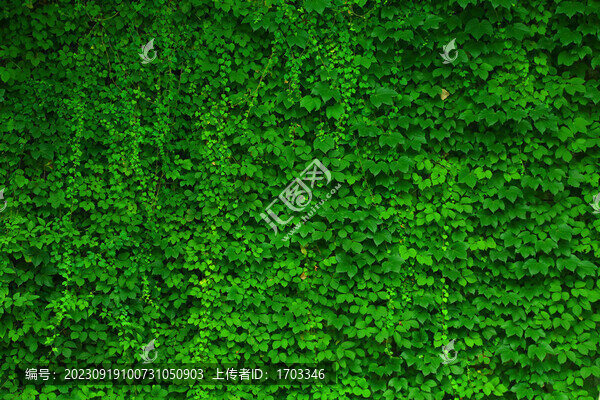 綠色植物墻