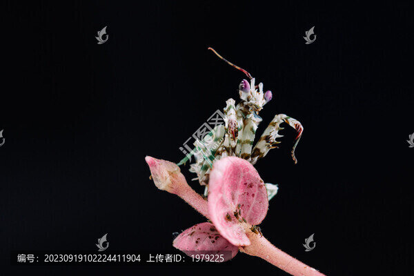 刺花