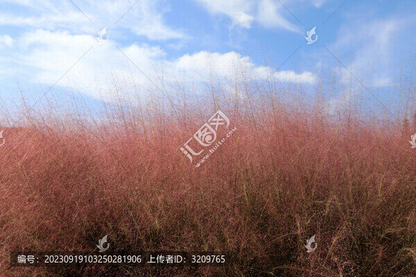 粉黛亂子草花海浪漫醉人