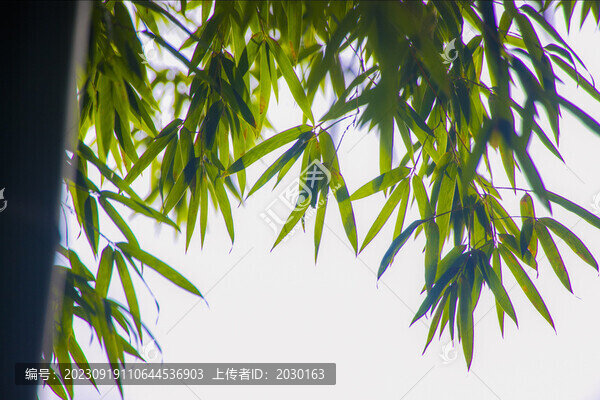 竹葉