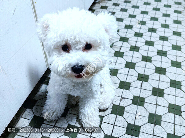 博美犬