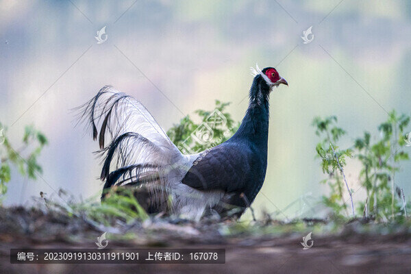 褐馬雞