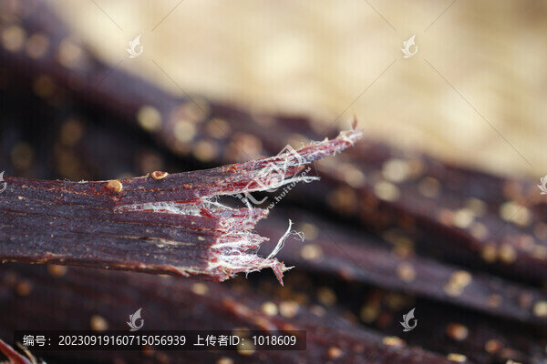 牛肉干風(fēng)干牛肉牦牛肉云南特產(chǎn)