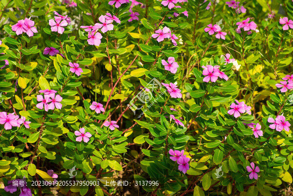 長春花