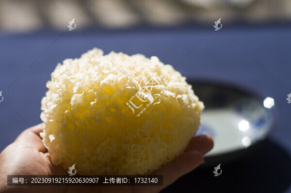 銀耳丑耳白木耳
