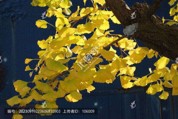 黃色銀杏葉