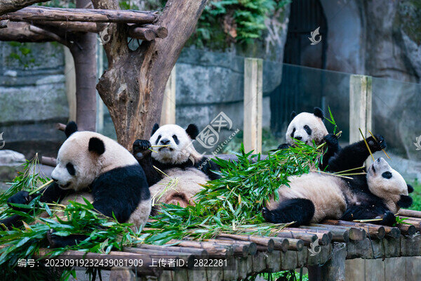 重慶動(dòng)物園大熊貓萌態(tài)十足