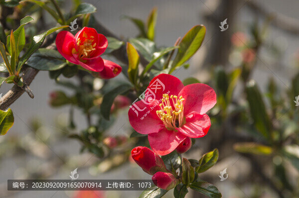 貼梗海棠