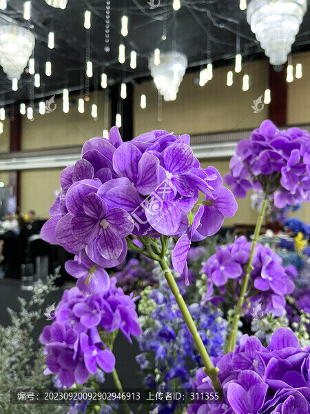 繡球花