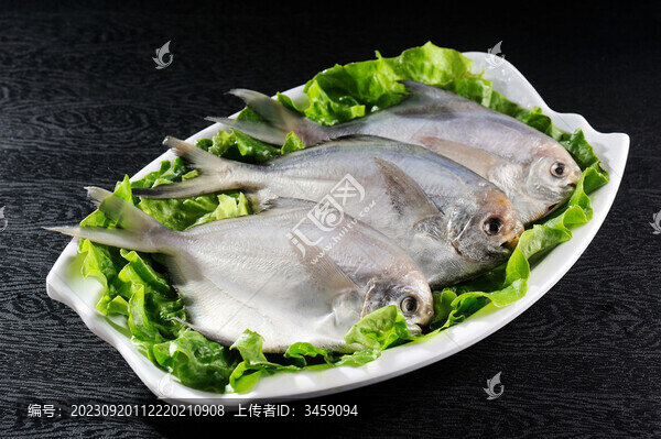 鯧魚