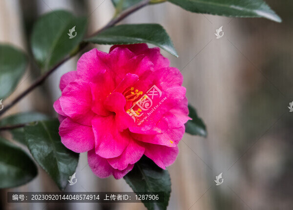 紅山茶