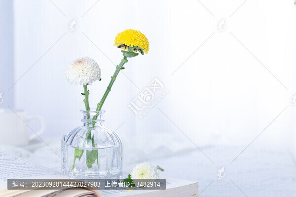 黃色白色的乒乓菊靜物特寫