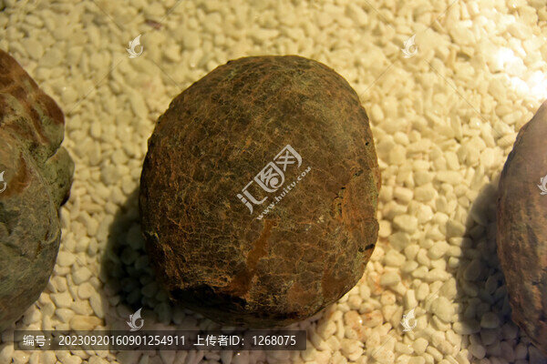 恐龍博物館