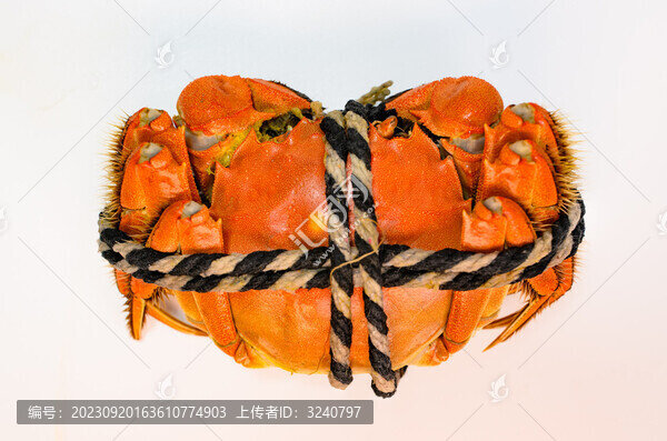 大閘蟹俯拍白底特寫
