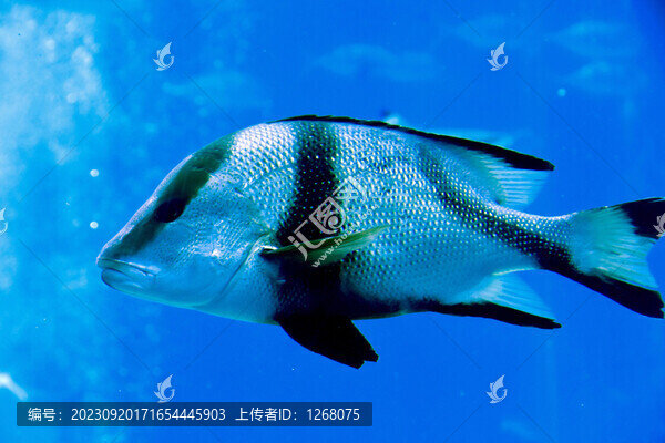 亞特蘭蒂斯海底世界