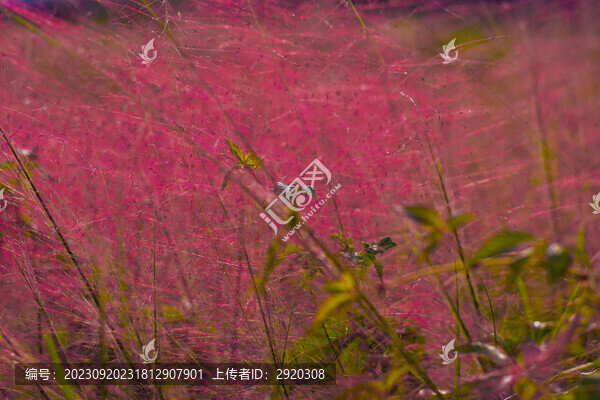 粉黛亂子草