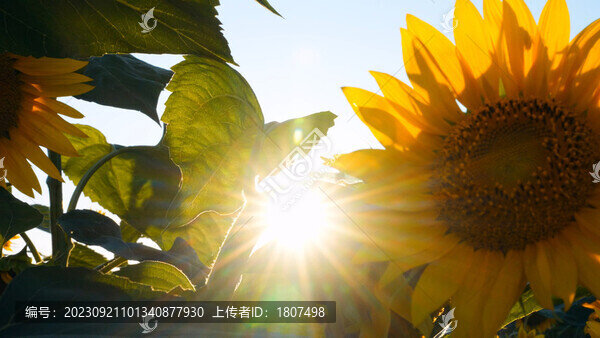 向日葵