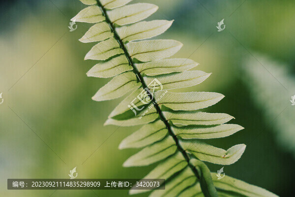蕨类植物绿色叶片柳州柳侯公园