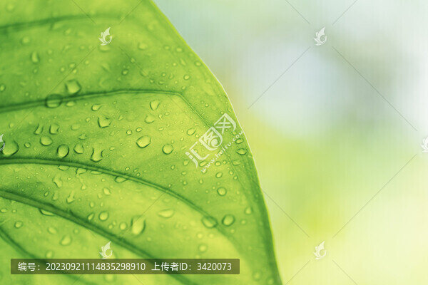 雨后水珠植物葉片柳州柳侯公園
