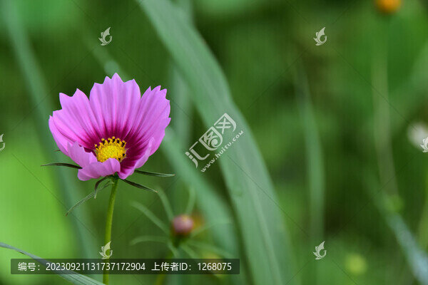 硫華菊