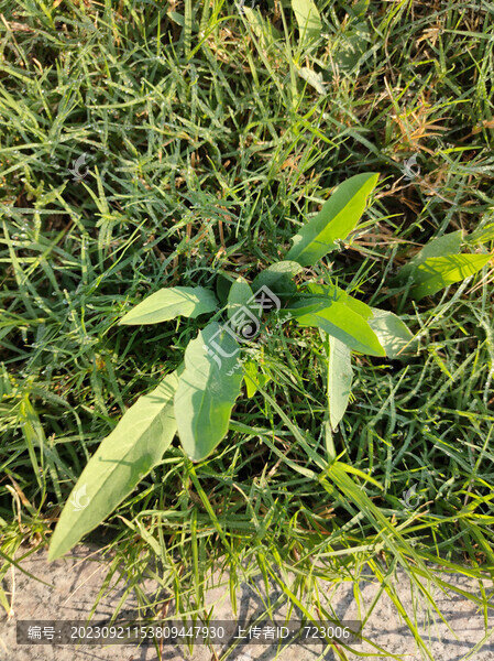苦菜