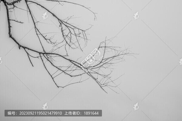 樹枝