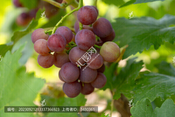 賀蘭山葡萄收獲