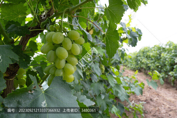 賀蘭山葡萄種植