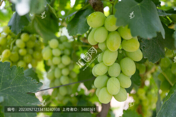 葡萄收獲