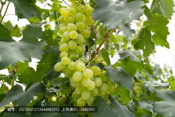 賀蘭山葡萄園