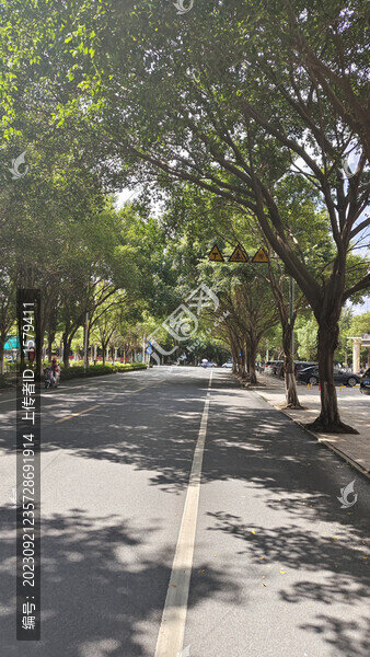 夏日的林蔭大道