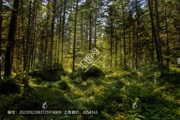 伊春湯旺河林海奇石風(fēng)景區(qū)