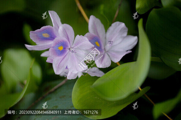 鳳仙花