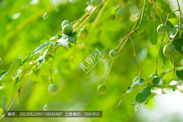 苦楝樹果實(shí)