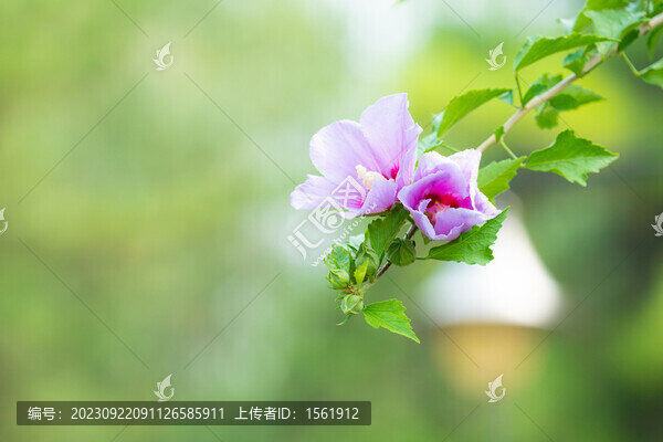 木槿花