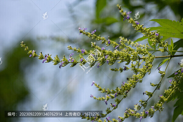 黃荊花