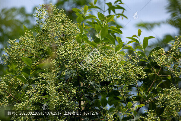 冬青樹果